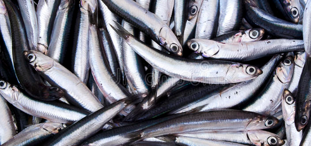 Anchovies catch