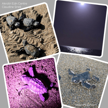 Baby-turtle-hatchlings-day-and-night_