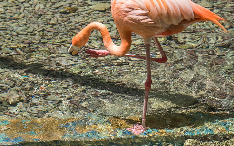 Flamingo_