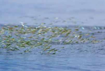 Jumping anchovies