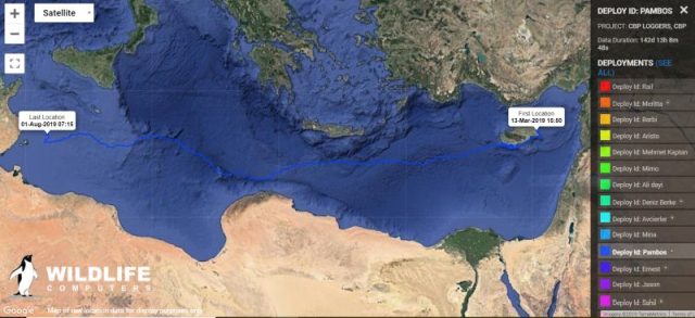Pambos turtle tracking