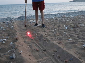 Red-torch-guiding-hatchlings-to-the-sea-Chris-Price-Pissouri-Turtlewatch_