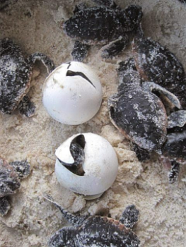 Turtle-hatchlings-emerging-from-eggs_