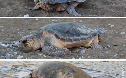 Turtle Nesting Tales From Pissouri Beach Turtle-nesting-on-Pissouri-beach_