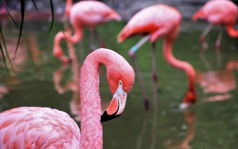 flamingos_