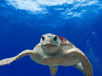 loggerhead-turtle-david-mark-pixabay_