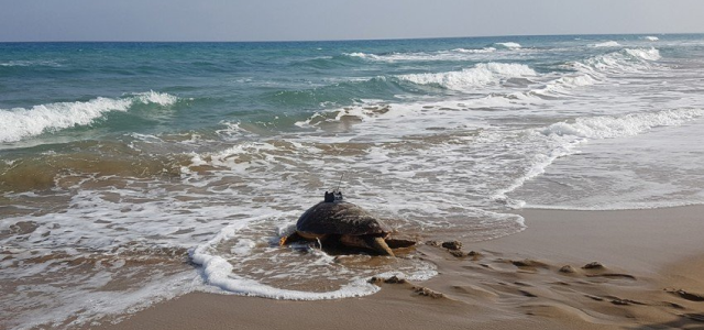 An Incredible Turtle Migration Story An Incredible Turtle Migration Story